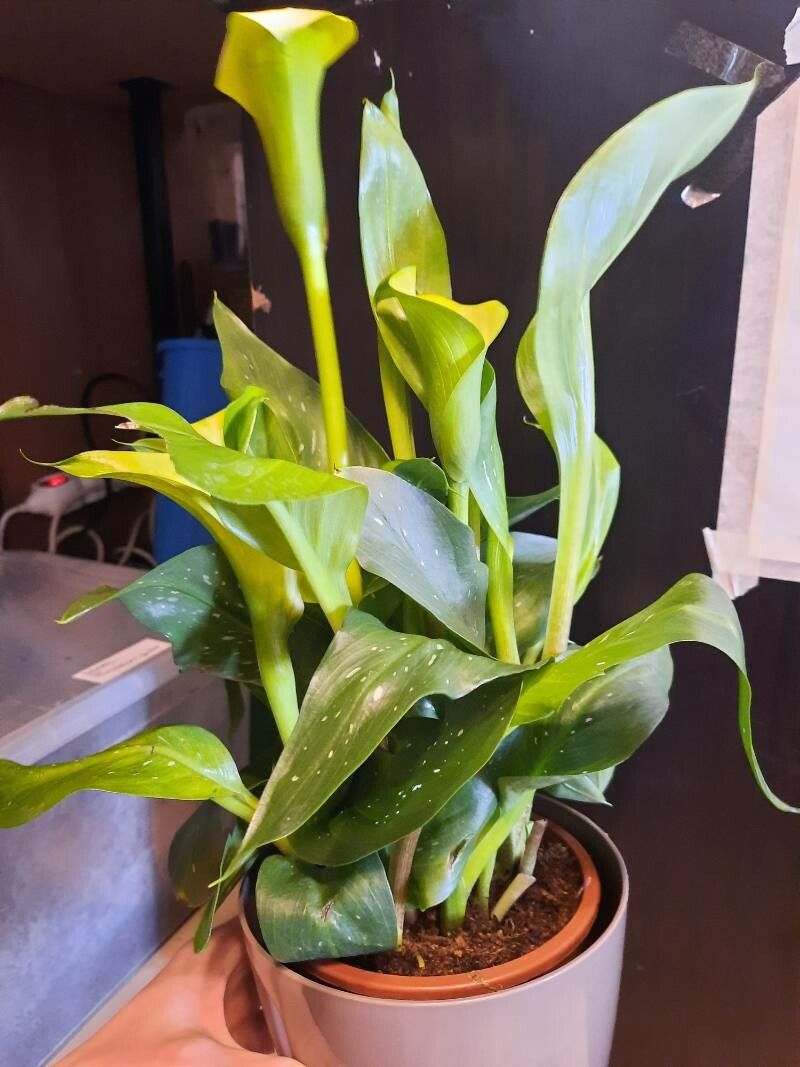 Zantedeschia elliottiana habit