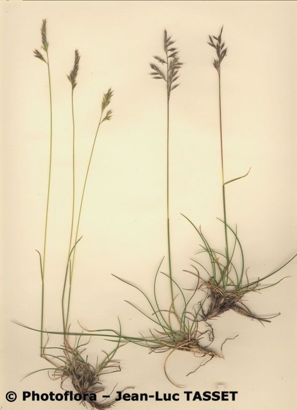 Festuca longifolia habit