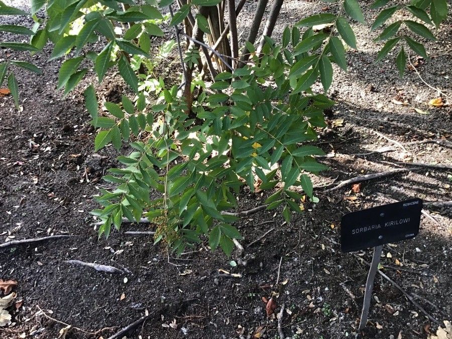Sorbaria kirilowii leaf