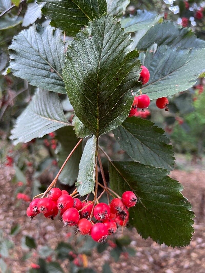 Sorbus anglica fruit