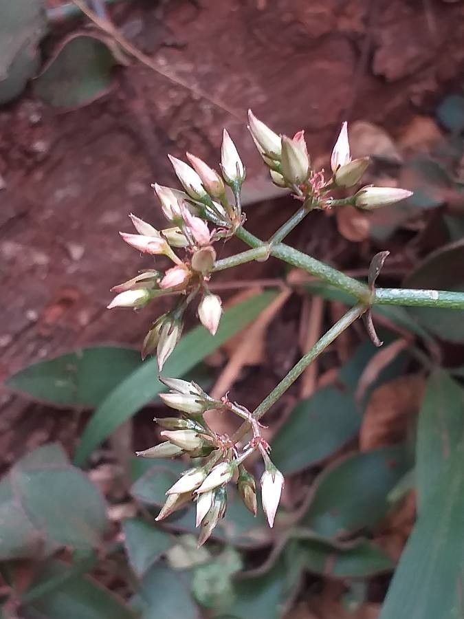 Kalanchoe lateritia flower