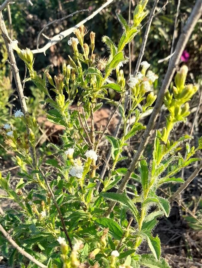 Stevia entreriensis habit
