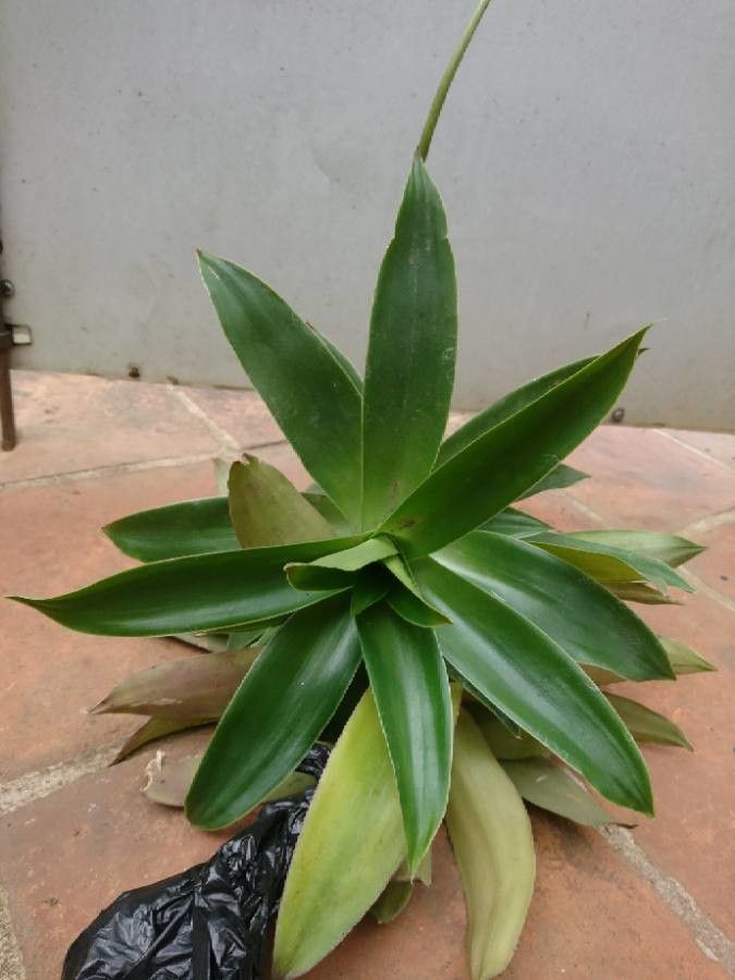 Callisia warszewicziana leaf