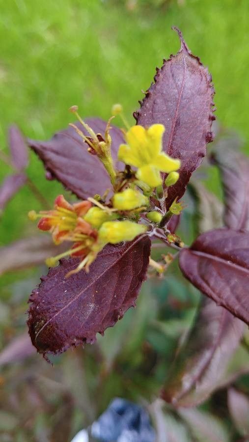 Diervilla × splendens — related species from the same genus