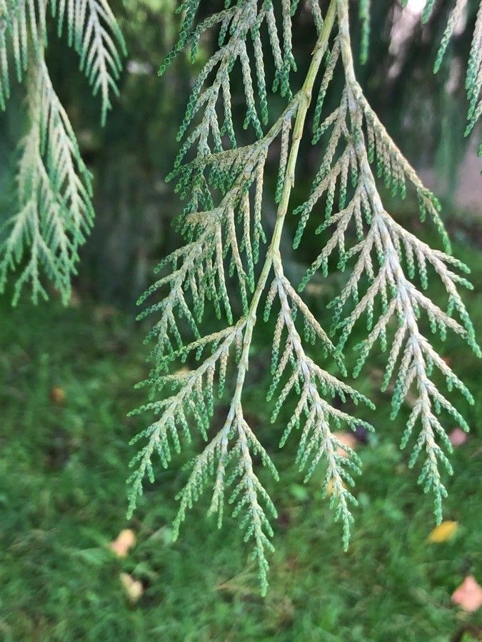 Cupressus funebris leaf