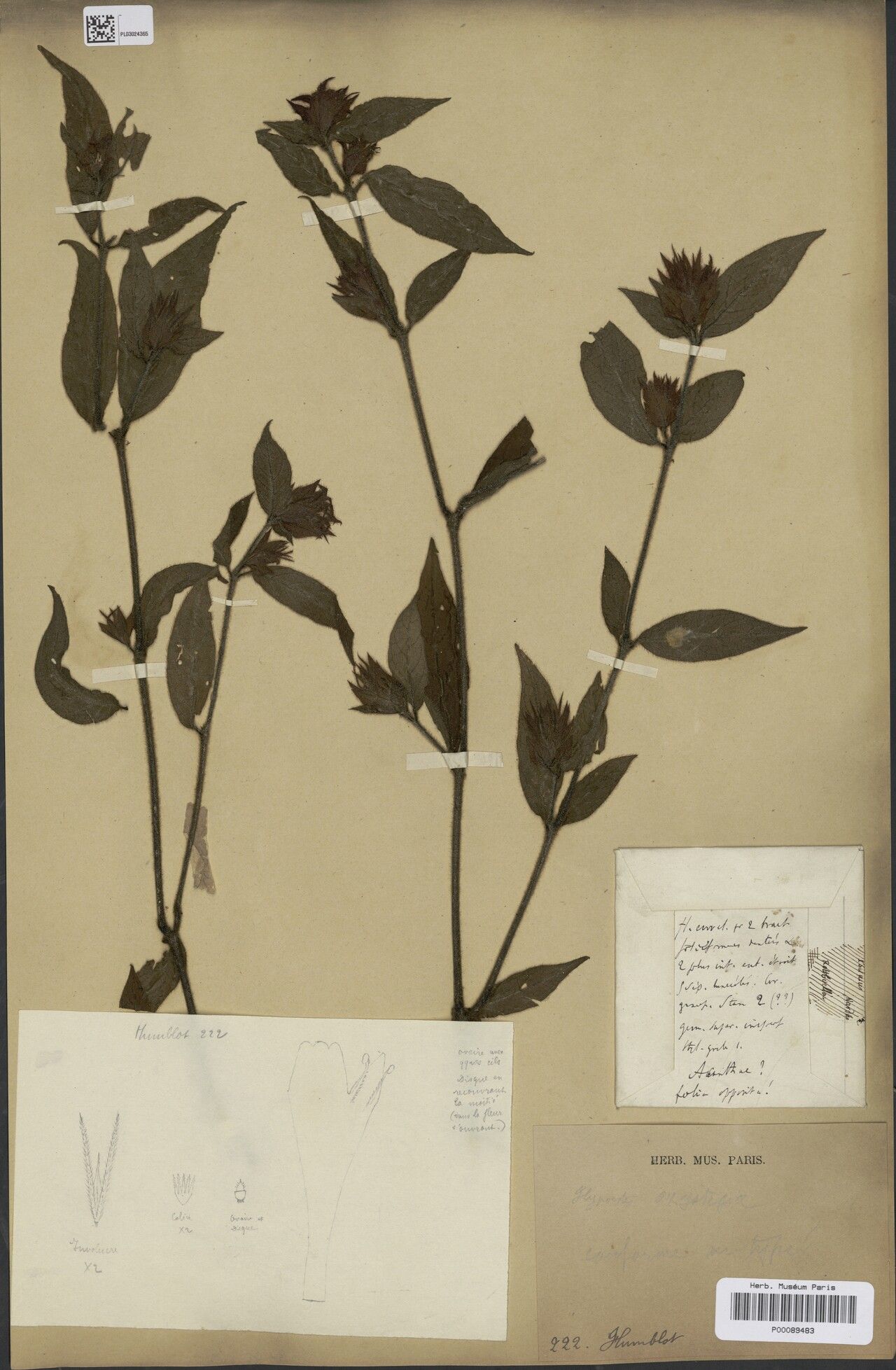 Hypoestes oxystegia — houseplant care guide