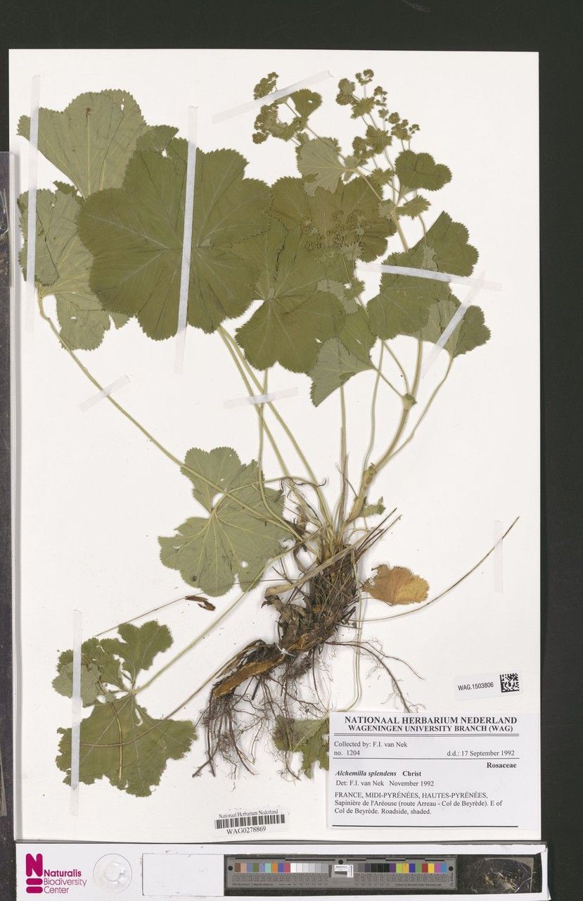 Alchemilla splendens other