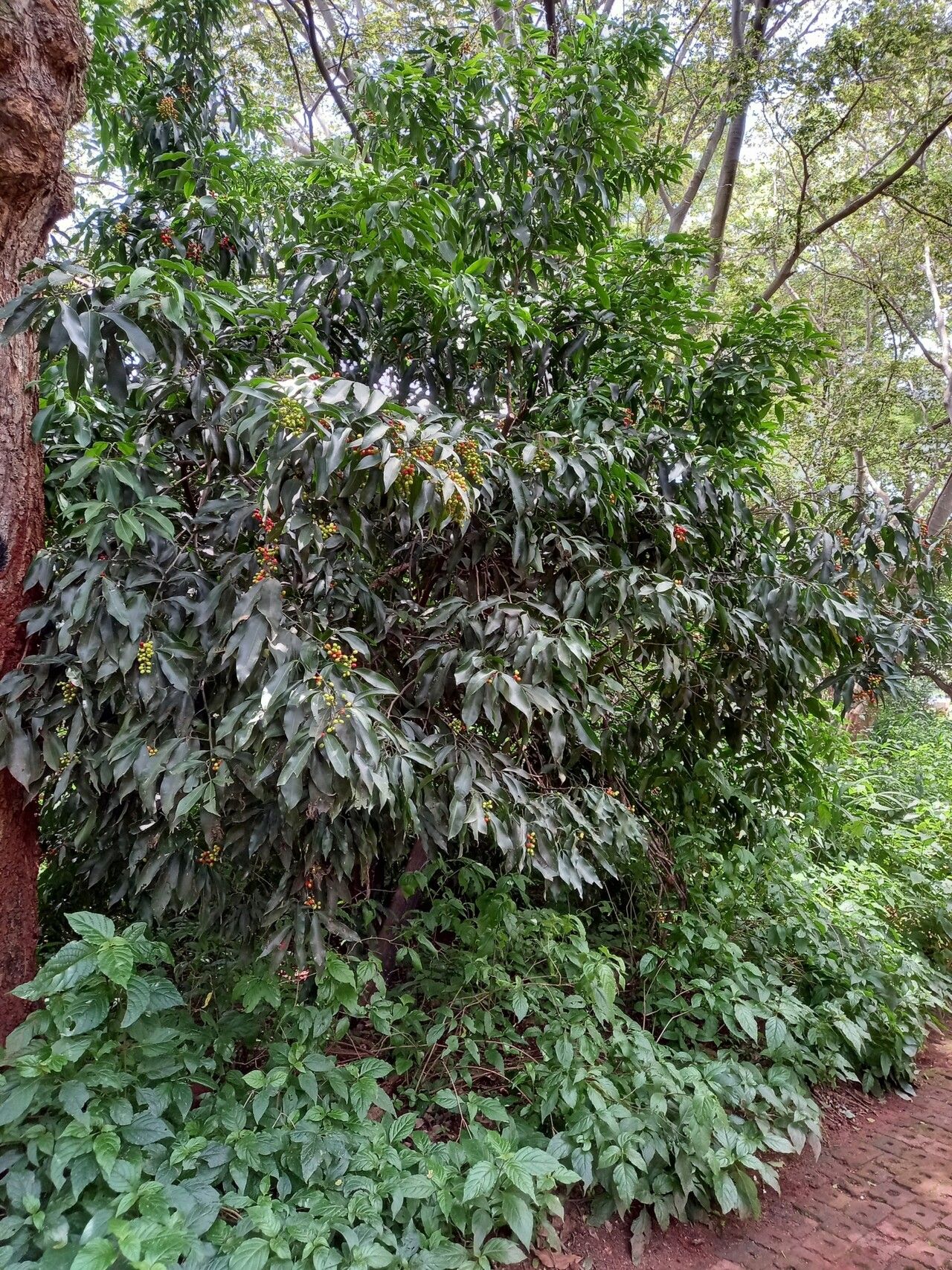 Vepris nobilis habit