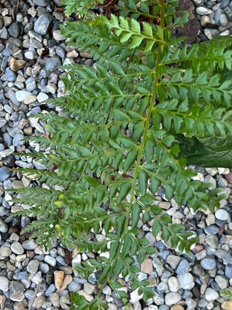 Lomatia ferruginea — search result for 'Proteaceae'