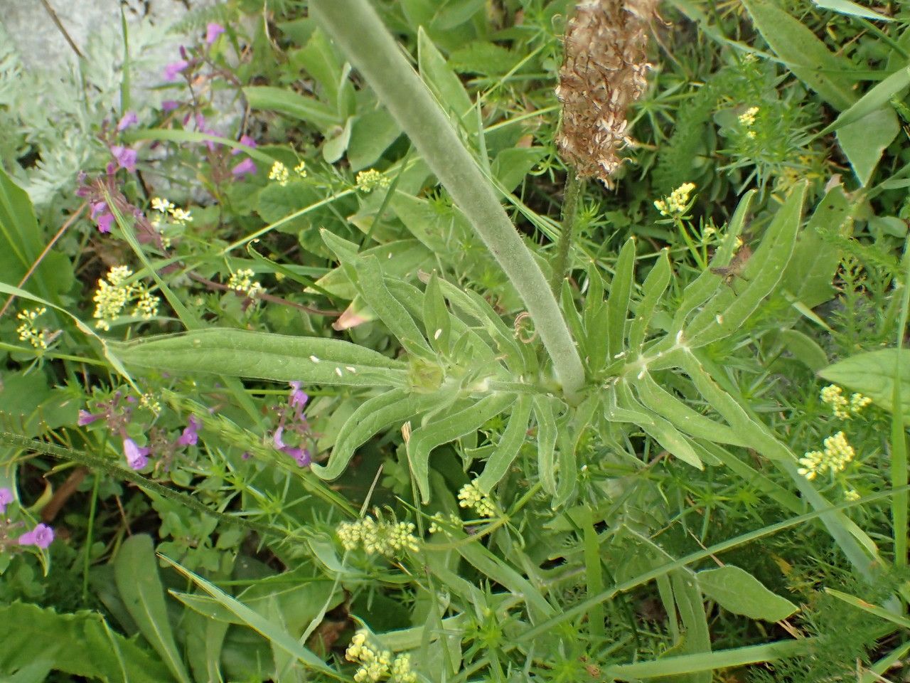 Knautia timeroyii leaf