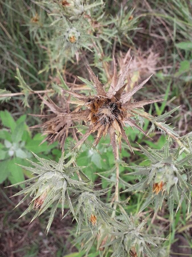 Carthamus lanatus fruit