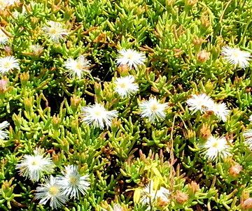 Mesembryanthemum splendens flower