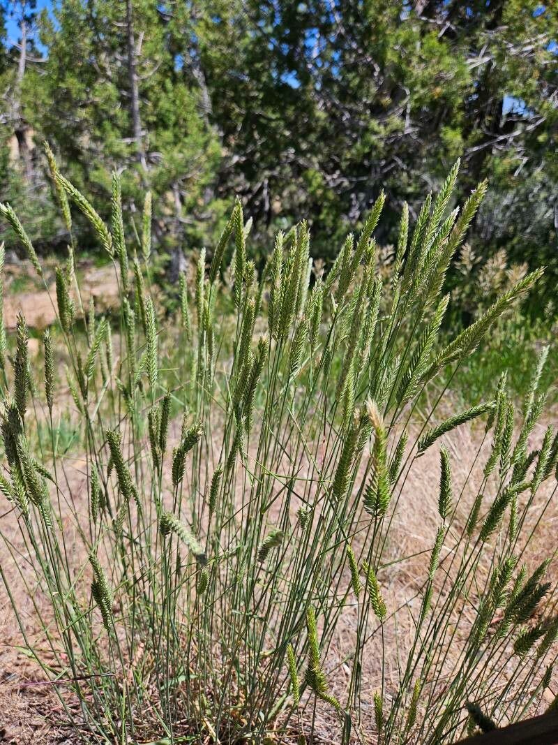 Agropyron desertorum — search result for 'Poaceae'