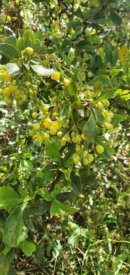 Berberis holstii flower