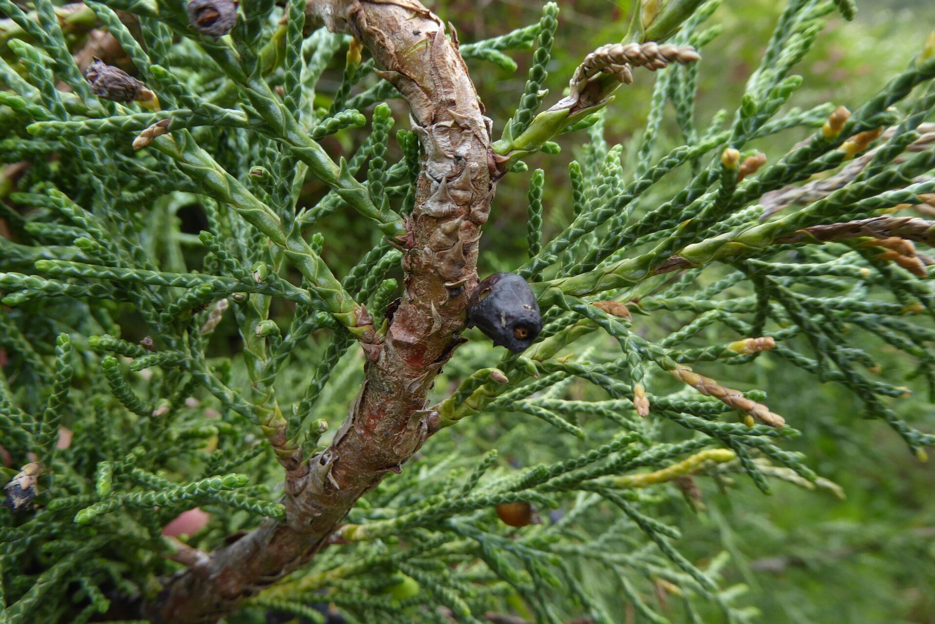 Juniperus pseudosabina leaf