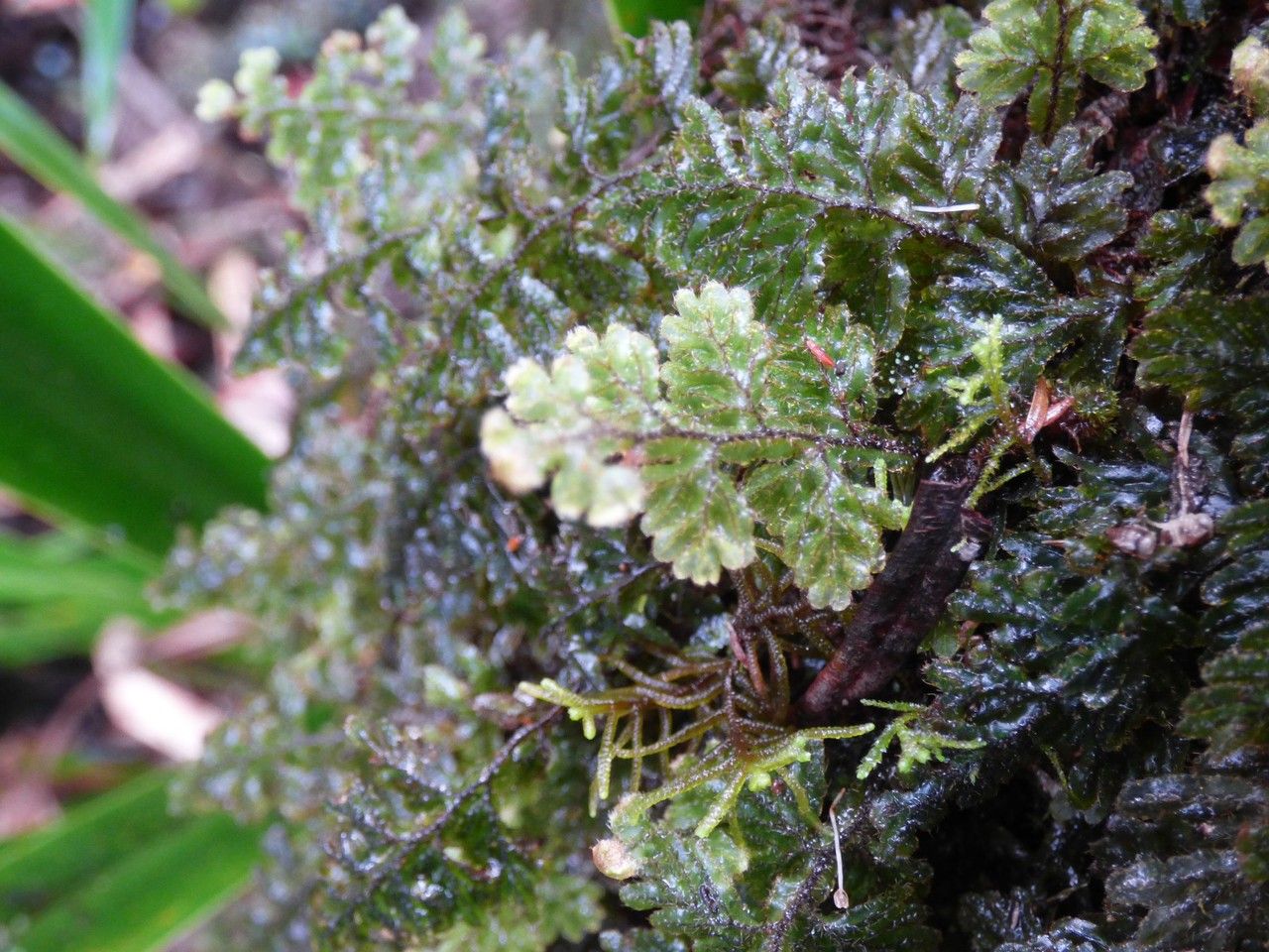 Hymenophyllum hirsutum — houseplant care guide