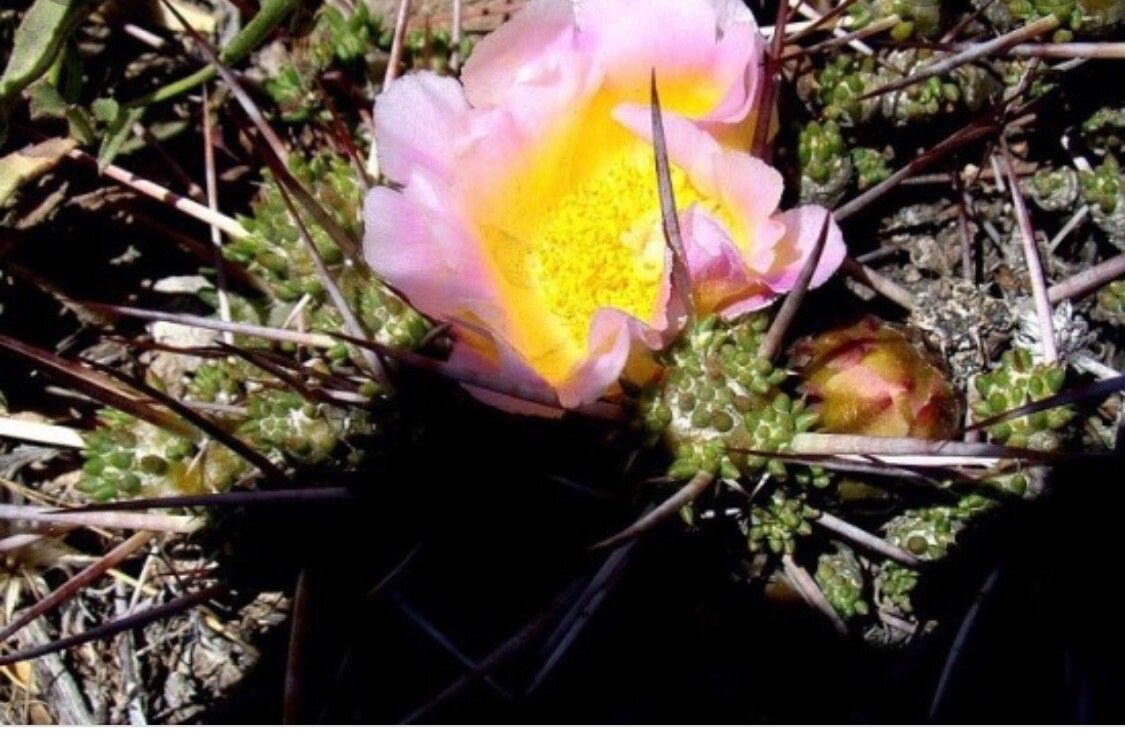 Maihuenia patagonica — related species from the same genus