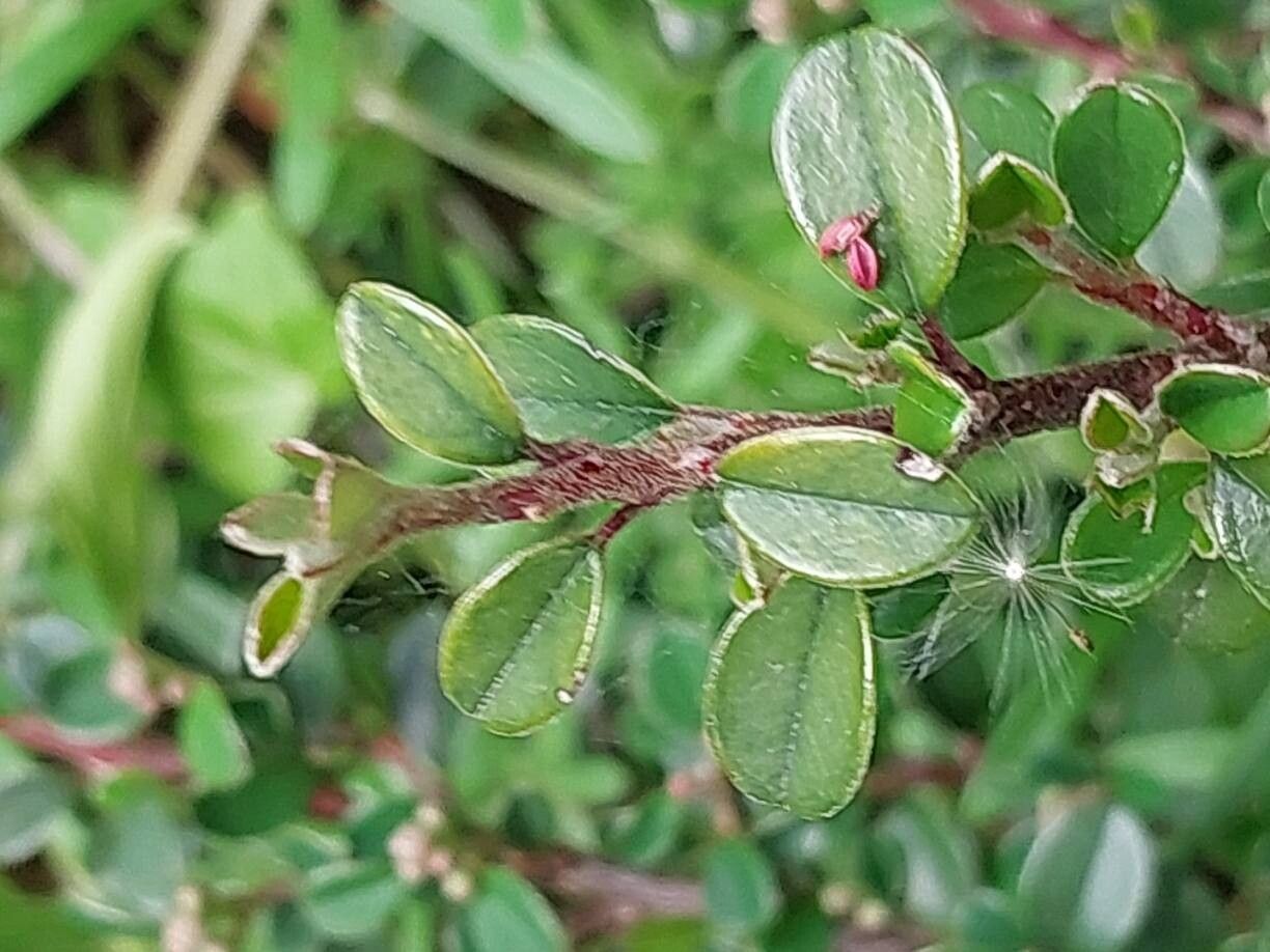 Cotoneaster nitidus — houseplant care guide