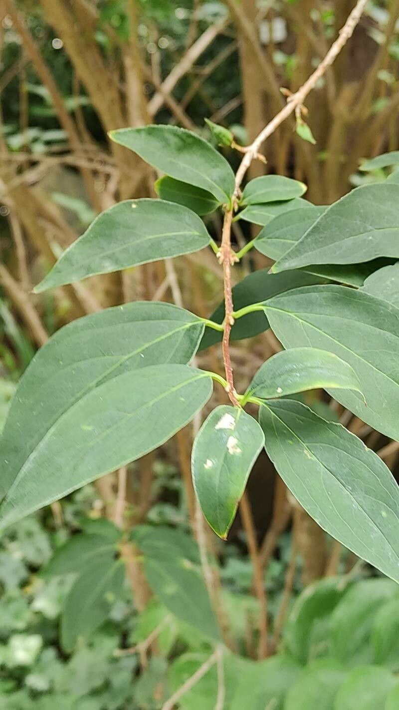 Forsythia giraldiana leaf
