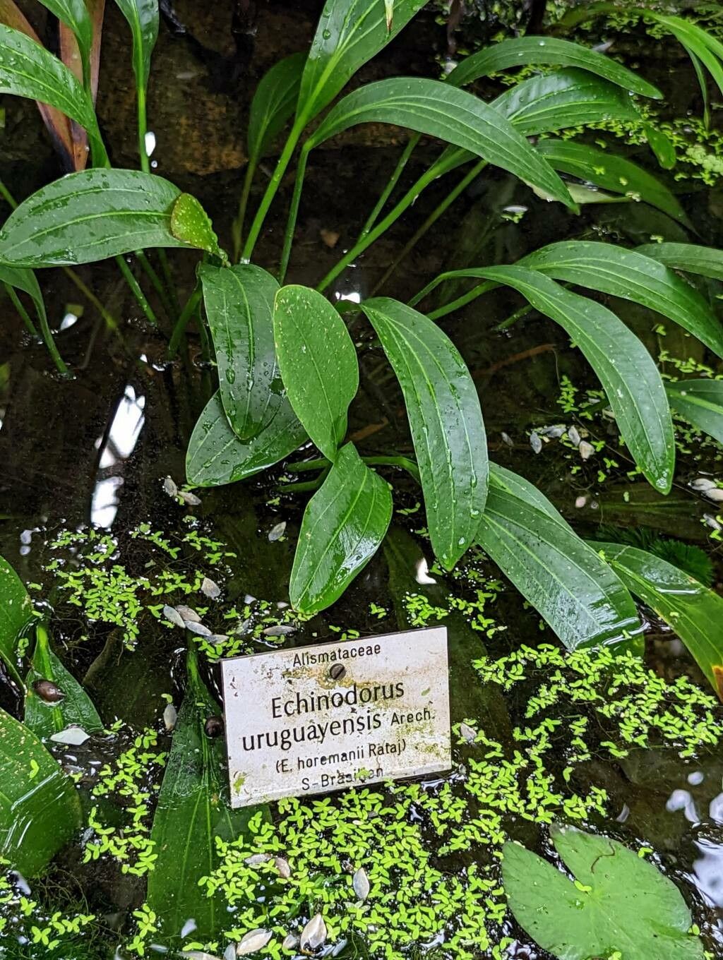 Aquarius uruguayensis — search result for 'Uruguay'