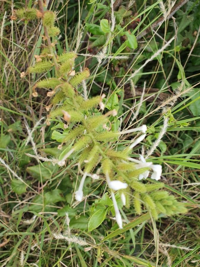 Plumbago zeylanica fruit