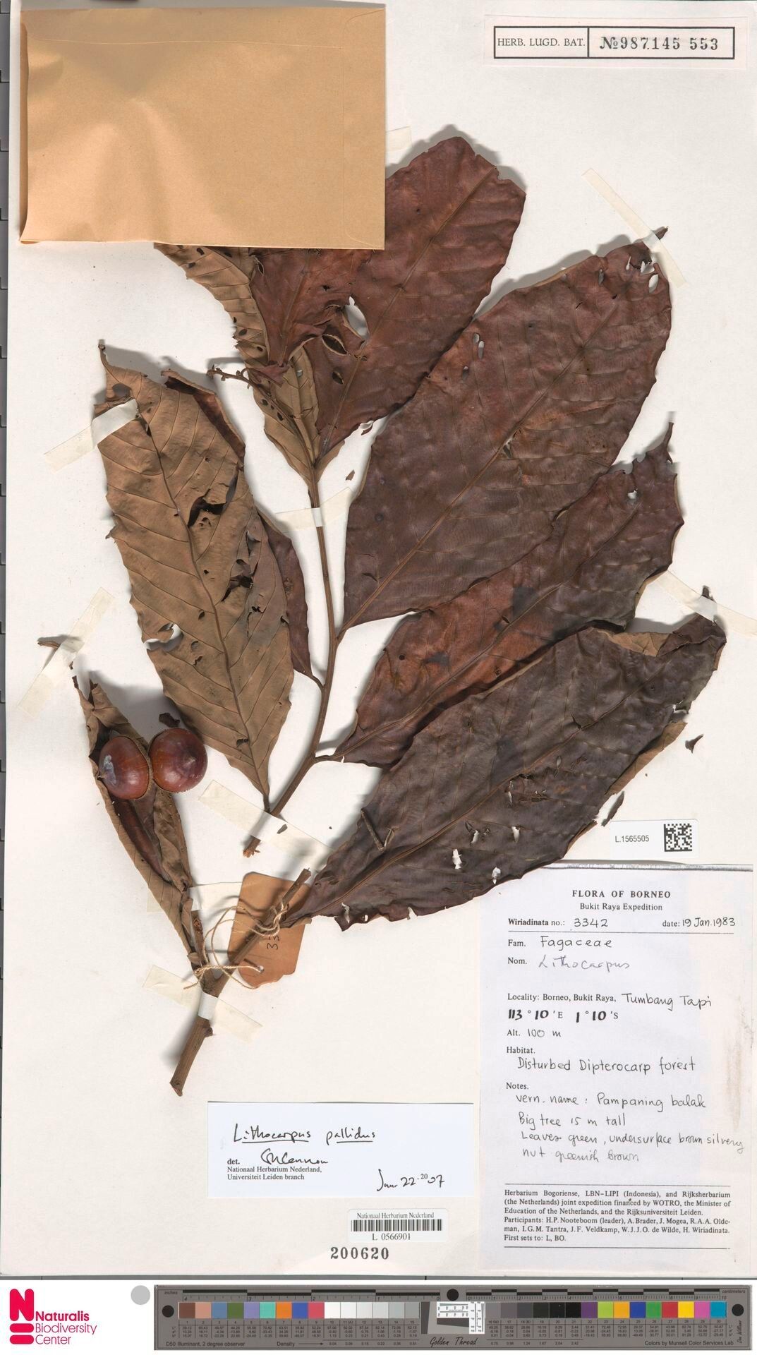 Lithocarpus pallidus — houseplant care guide