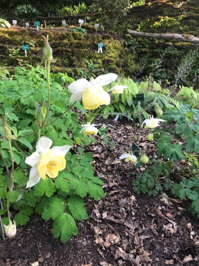 Aquilegia fragrans — search result for 'Aquilegia'