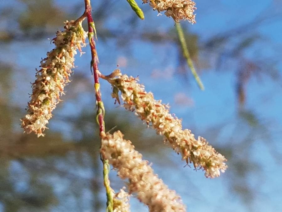 Tamarix africana flower