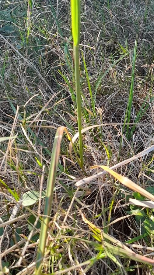 Calamagrostis viridiflavescens — search result for 'Calamagrostis'
