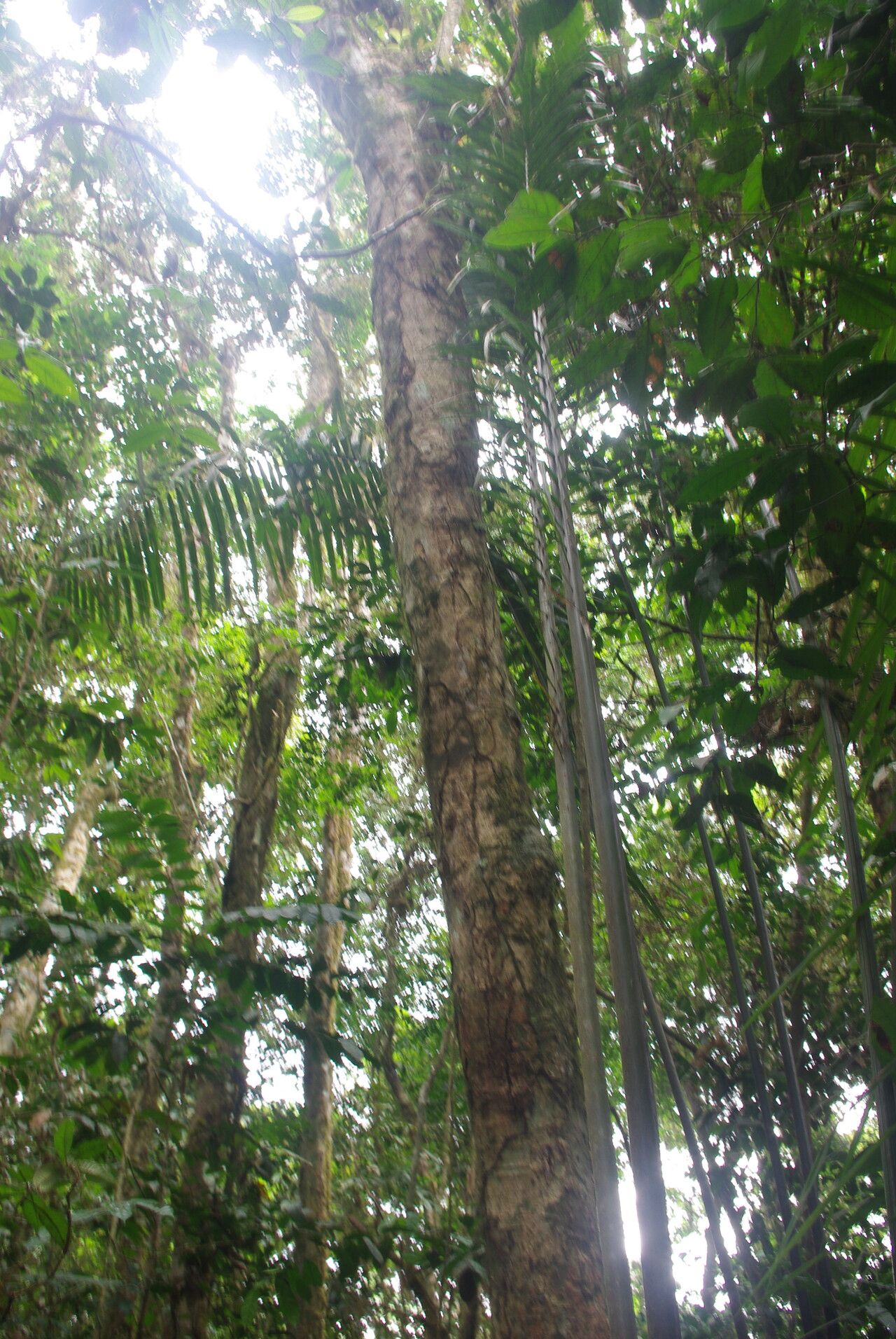 Raphia regalis habit