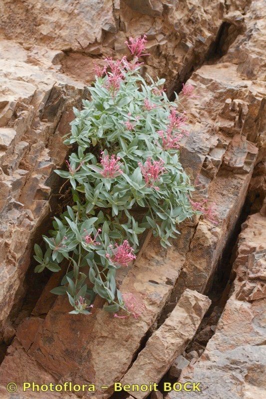 Centranthus battandieri habit