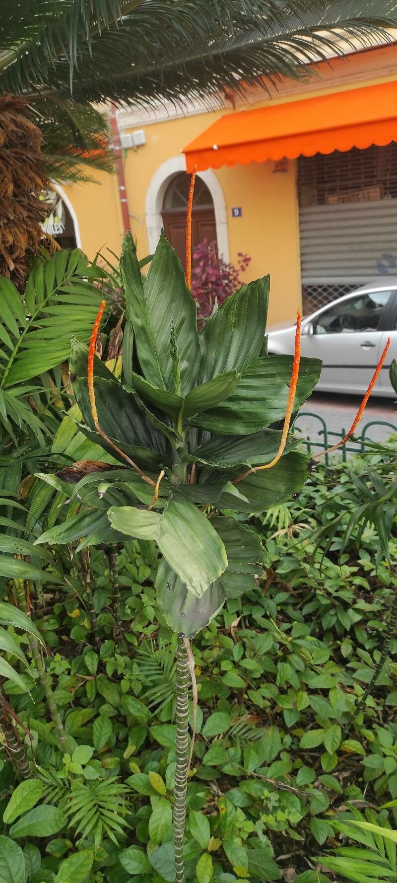 Chamaedorea metallica flower