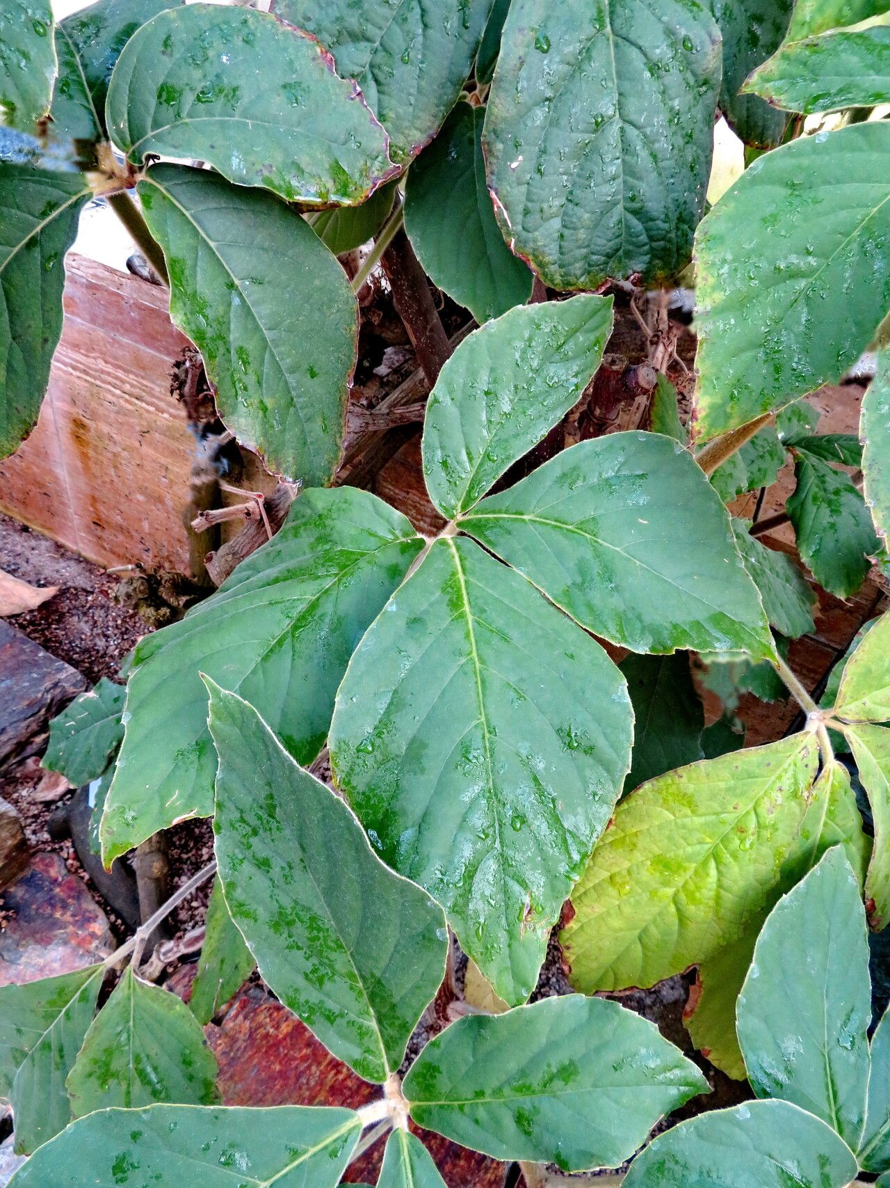 Tetrastigma obovatum leaf