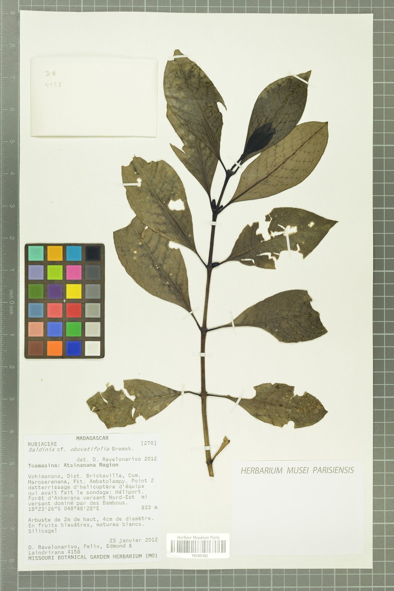 Saldinia obovatifolia — houseplant care guide