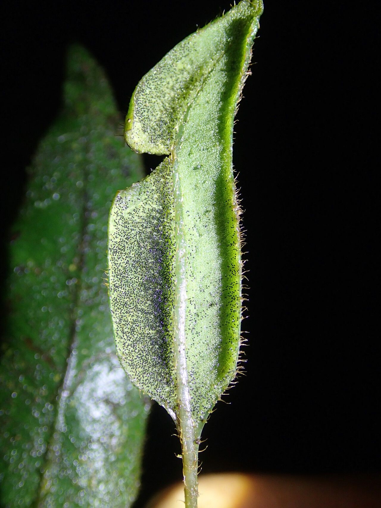 Elaphoglossum cinnamomeum — houseplant care guide