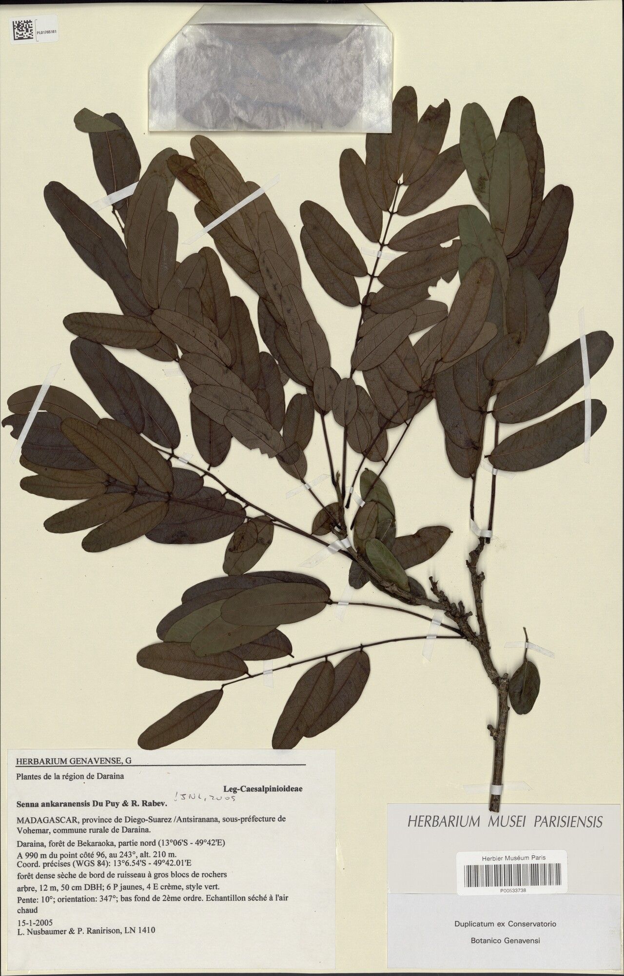 Senna ankaranensis — related species from the same genus