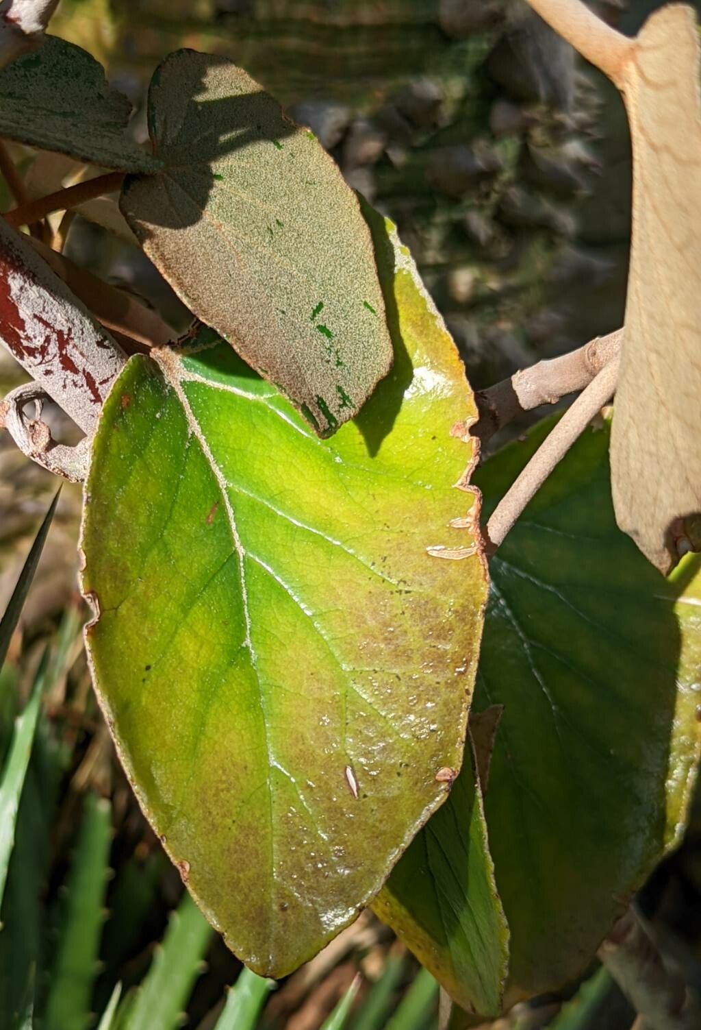 Begonia kuhlmannii leaf