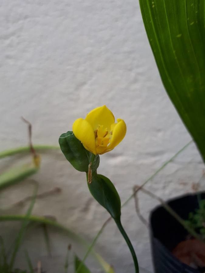 Cipura xanthomelas fruit