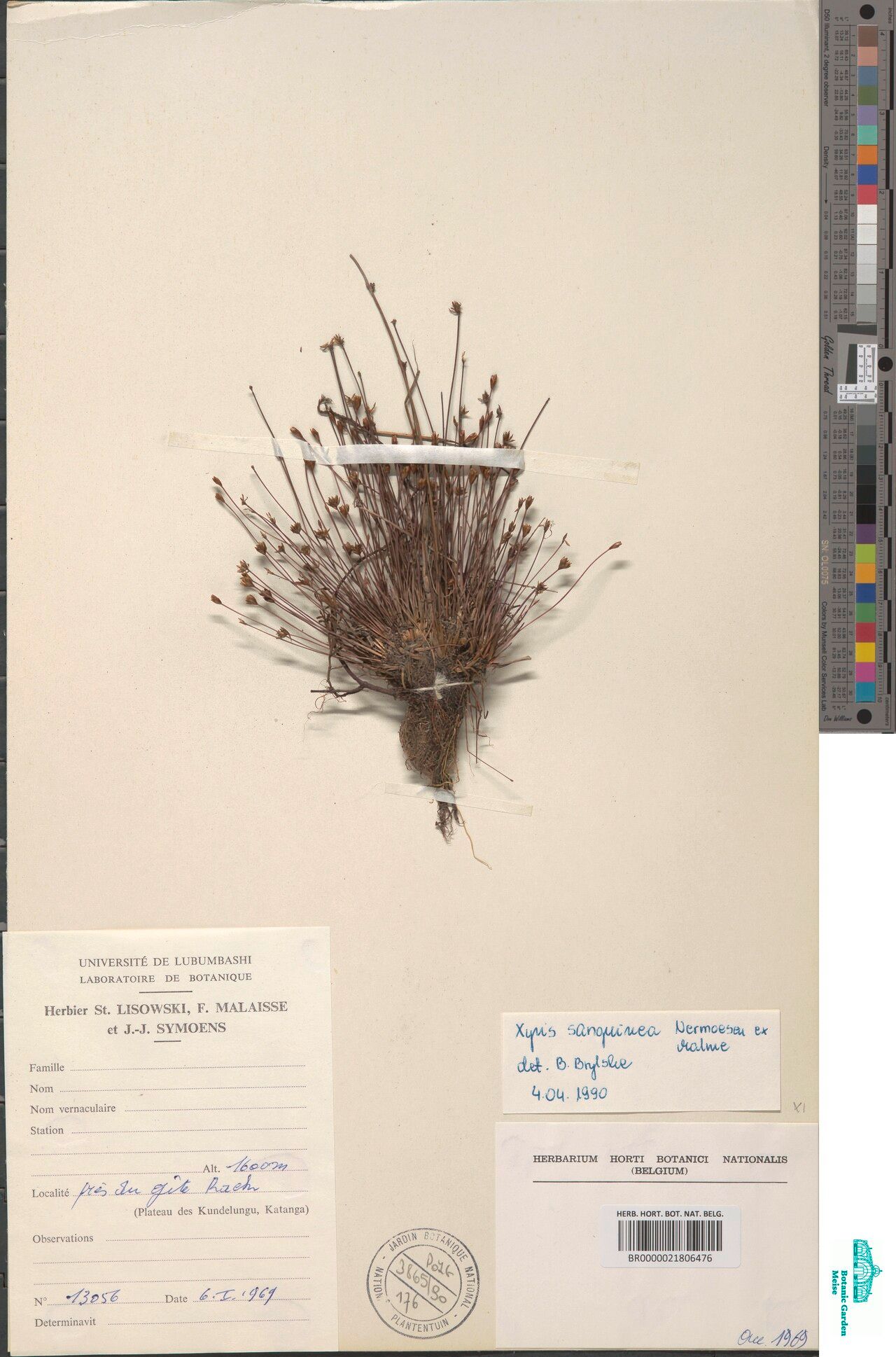 Xyris sanguinea — houseplant care guide