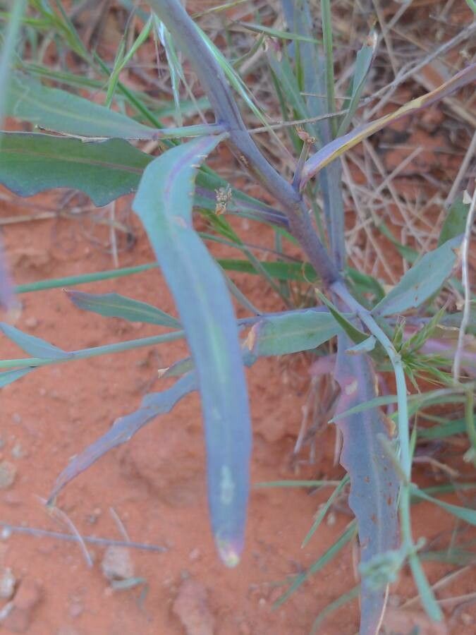 Streptanthus heterophyllus — houseplant care guide