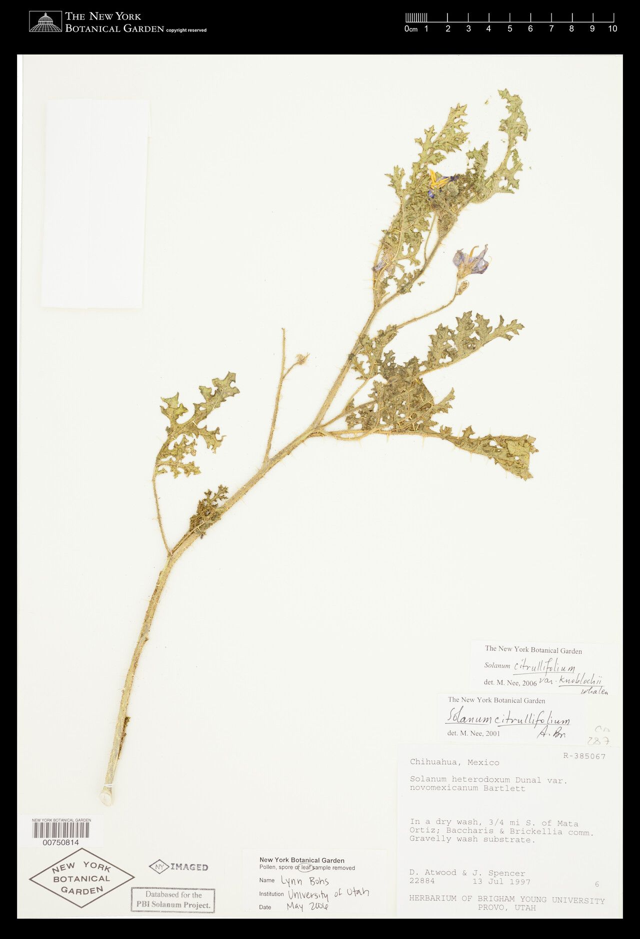 Solanum knoblochii — houseplant care guide