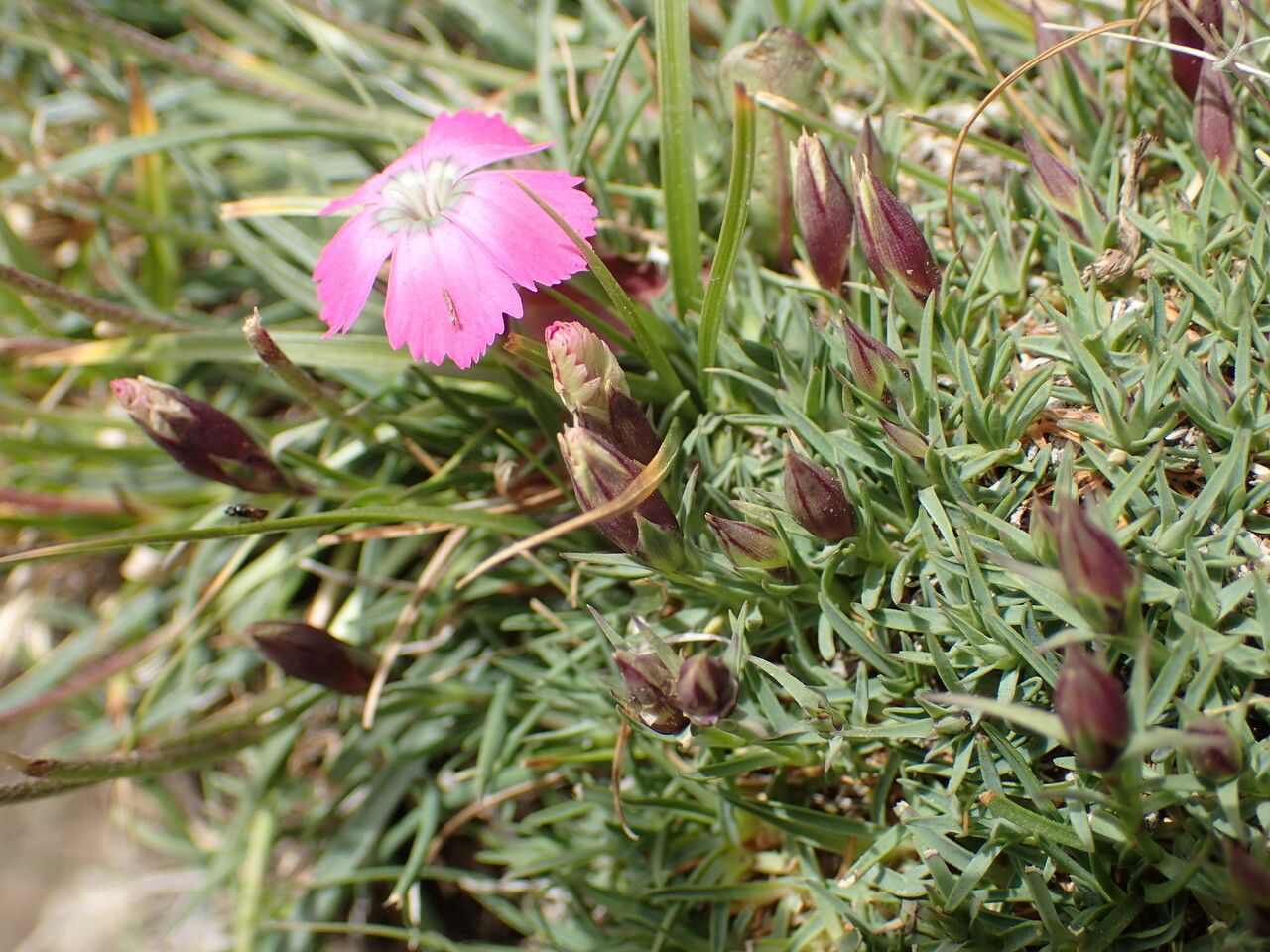 Dianthus pavonius — search result for 'Dianthus'