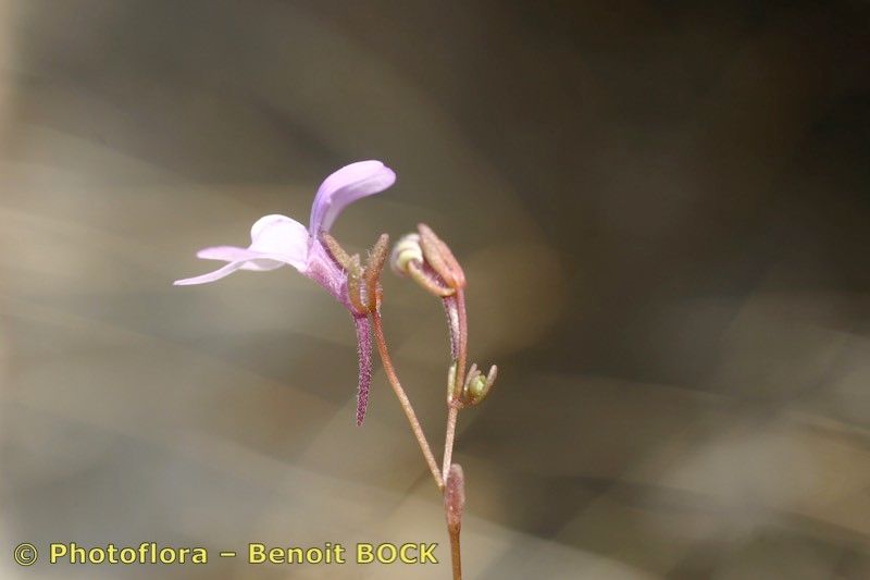 Chaenorhinum grandiflorum other