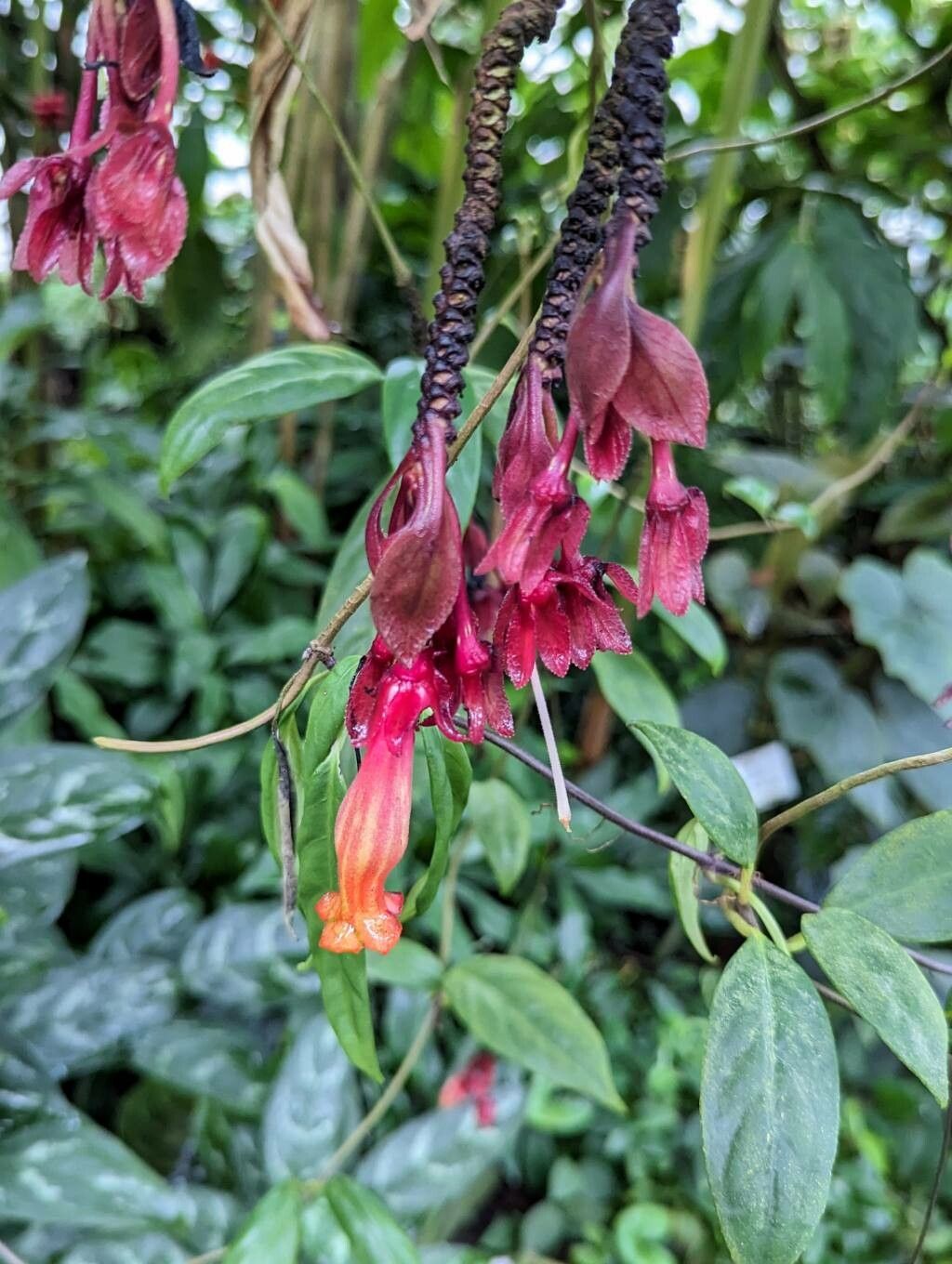 Drymonia pendula flower