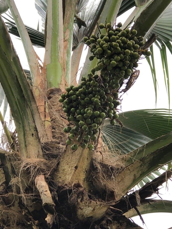 Pritchardia pacifica fruit