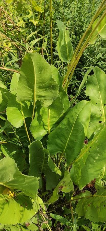 Silphium terebinthinaceum — search result for 'Silphium'
