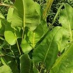 Silphium terebinthinaceum