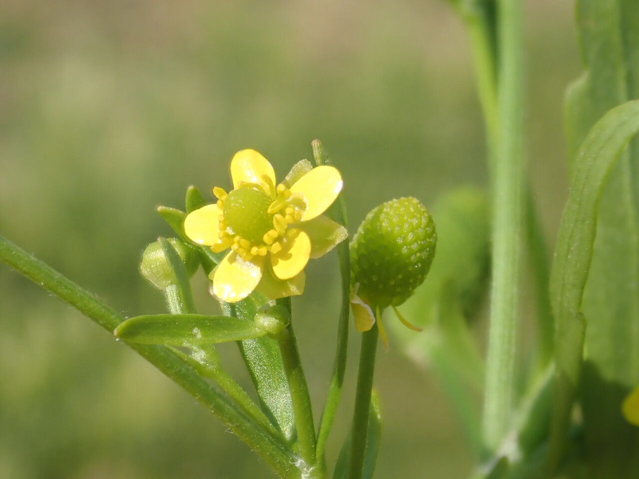 Ranunculus sceleratus flower