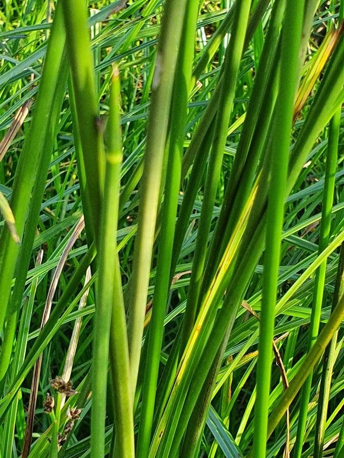 Scirpus brachyceras other