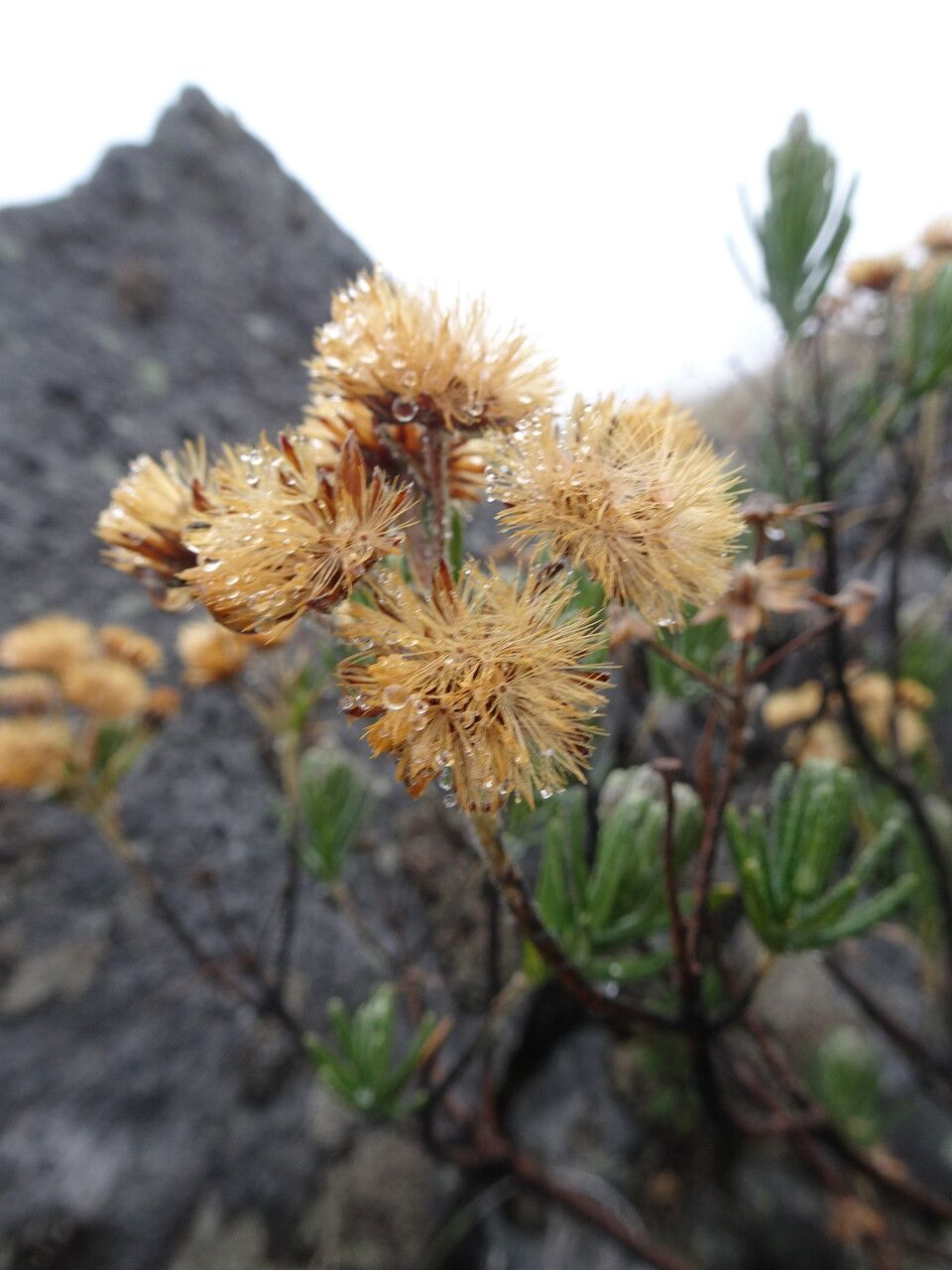 Diplostephium eriophorum fruit